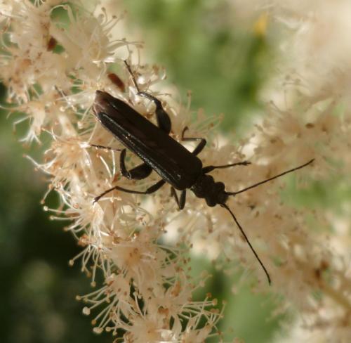 Réf. 192 274 : Oedemera tristis